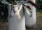 Smania Cook White Planter